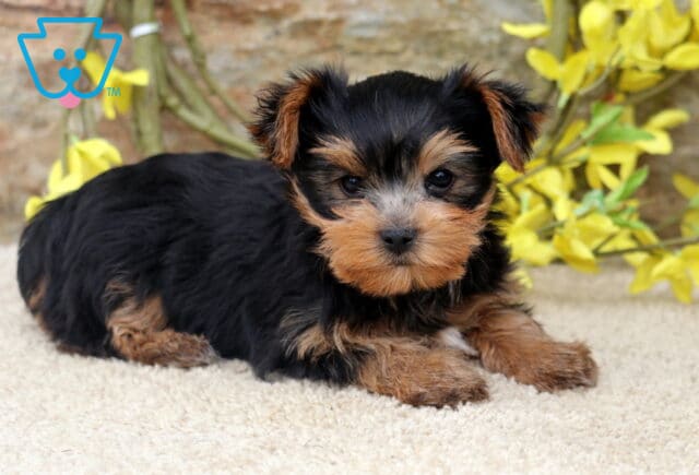 Precious Yorkshire Terrier puppy resting on a plush cream blanket, featuring a soft black and tan coat, tiny folded ears, and a sweet face, with bright yellow flowers and a textured stone wall in the background. image