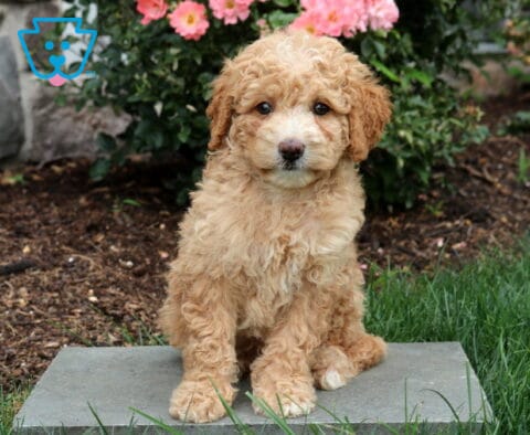 Phoebe Mini Goldendoodle