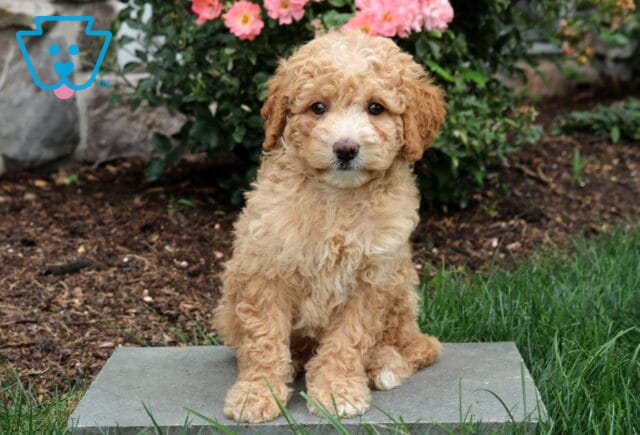 Phoebe Mini Goldendoodle image