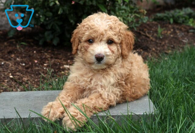Phoebe Mini Goldendoodle2 image