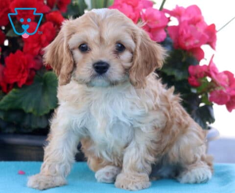 Pickle Cavapoo