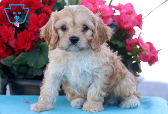 Pickle Cavapoo image
