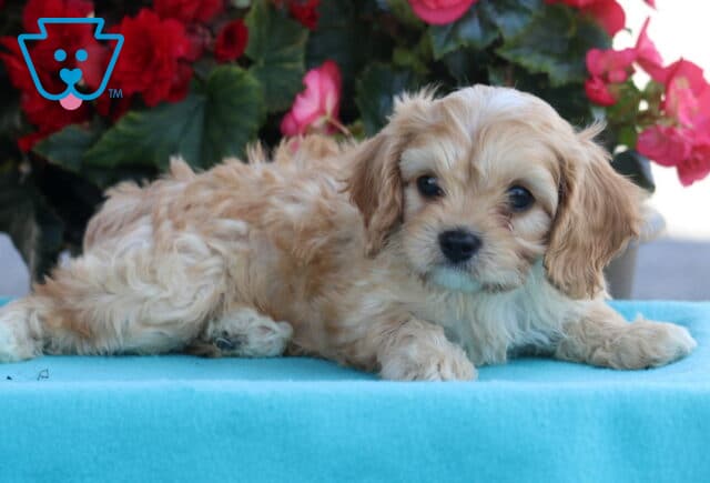 Pickle Cavapoo2 image