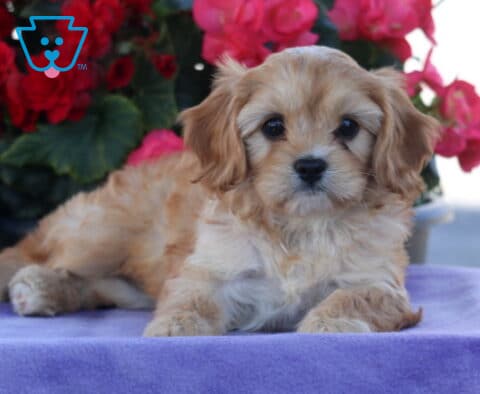 Pipa Cavapoo