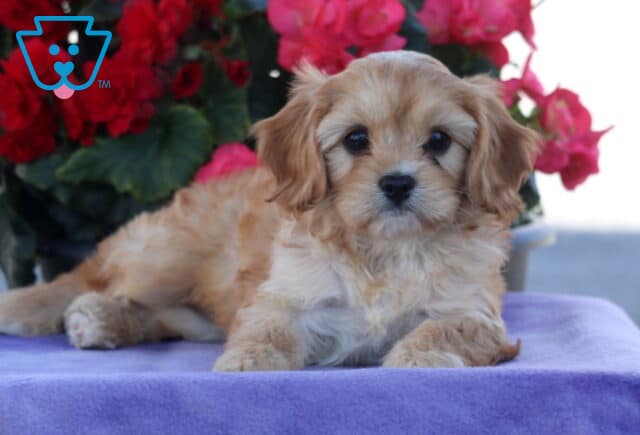 Pipa Cavapoo image