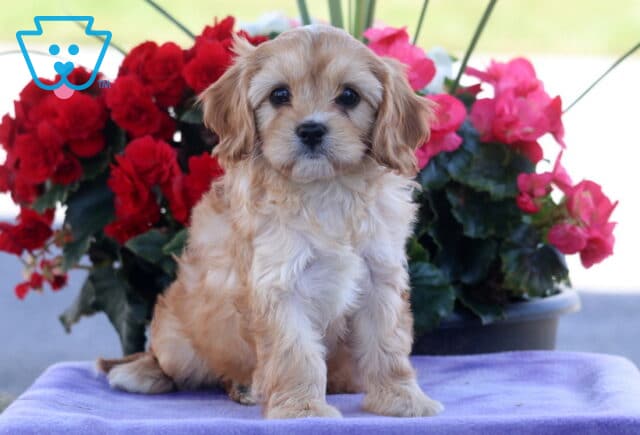 Pipa Cavapoo2 image