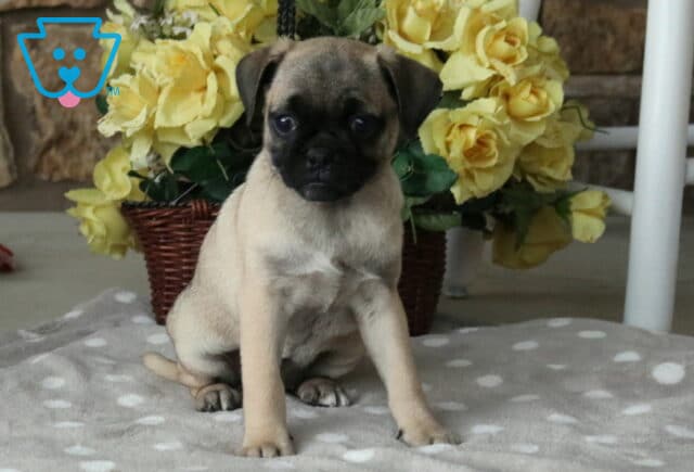 Precious fawn Jug puppy with a dark black muzzle sitting alert on a cozy gray polka-dot blanket, looking off to the side in front of a basket filled with beautiful yellow roses. image