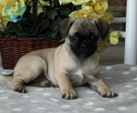 Adorable Jug puppy with a fawn coat and signature black mask relaxing on a soft gray polka-dot blanket, with a wicker basket of yellow roses adding a cheerful touch to the background.