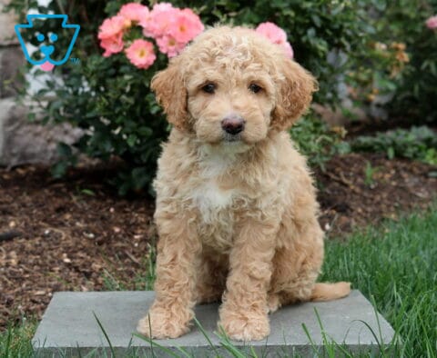 Piper Mini Goldendoodle