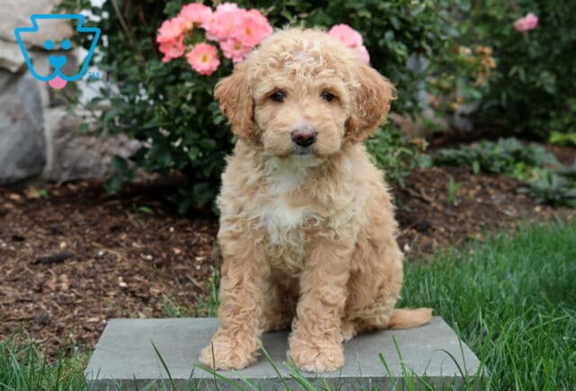 Piper Mini Goldendoodle image