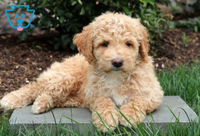 Piper Mini Goldendoodle2 image