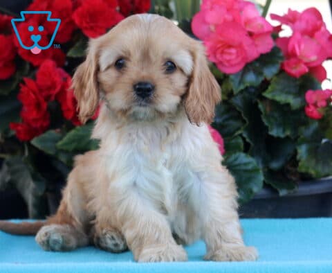 Pluto Cavapoo