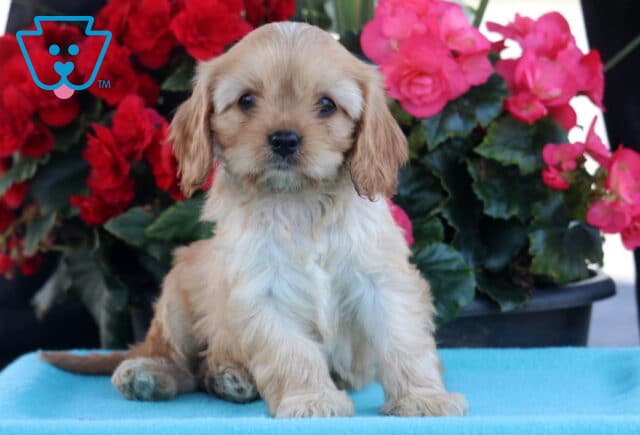 Pluto Cavapoo image
