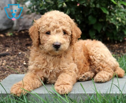Polly Mini Goldendoodle