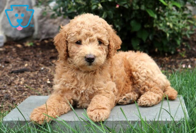 Polly Mini Goldendoodle image