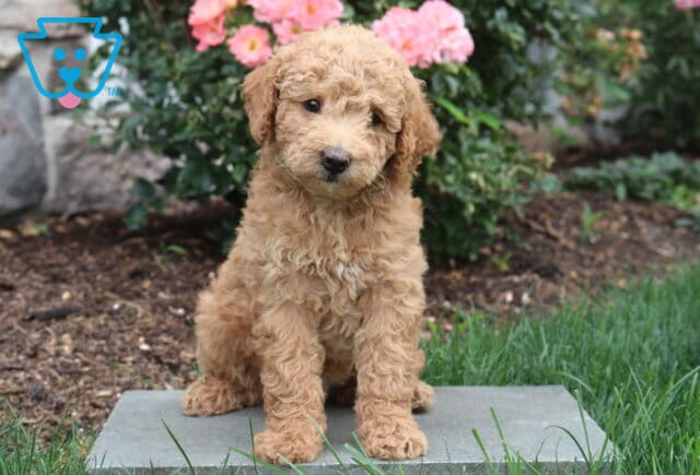 Polly Mini Goldendoodle2 image