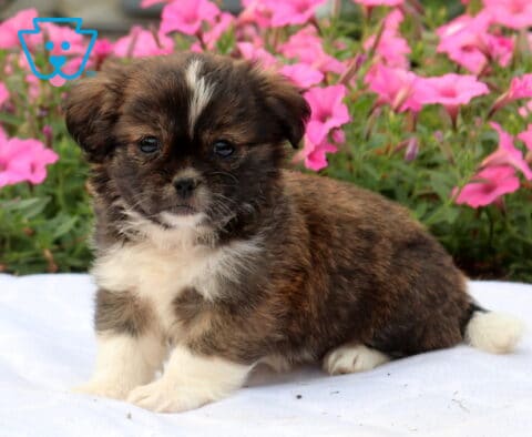 Adorable sable and white Shih Tzu puppy sitting on a white blanket with a fluffy coat, surrounded by vibrant pink flowers in a colorful garden setting.