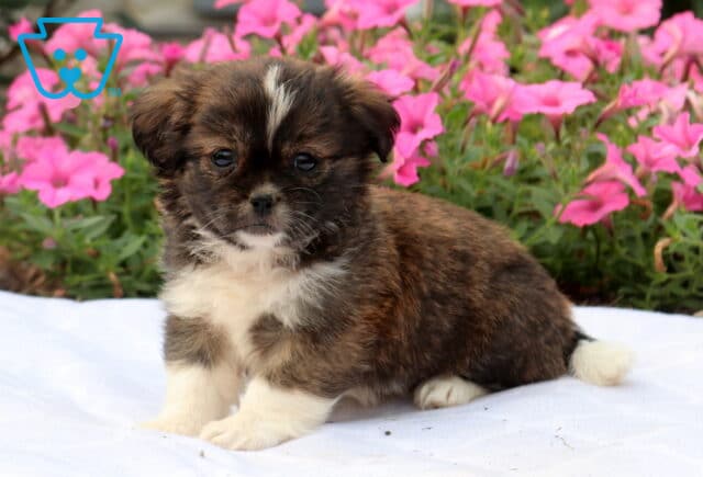 Adorable sable and white Shih Tzu puppy sitting on a white blanket with a fluffy coat, surrounded by vibrant pink flowers in a colorful garden setting. image
