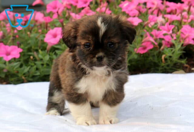 Precious sable and white Shih Tzu puppy standing on a soft white blanket, featuring a white forehead blaze and fluffy coat with bright pink blossoms in the background. image