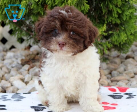Chocolate and white Havapoo puppy sitting on a paw-print blanket, showcasing a fluffy coat, bright eyes, and an adorable teddy bear face with evergreen shrubs and decorative stones in the background.