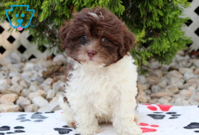 Chocolate and white Havapoo puppy sitting on a paw-print blanket, showcasing a fluffy coat, bright eyes, and an adorable teddy bear face with evergreen shrubs and decorative stones in the background. image