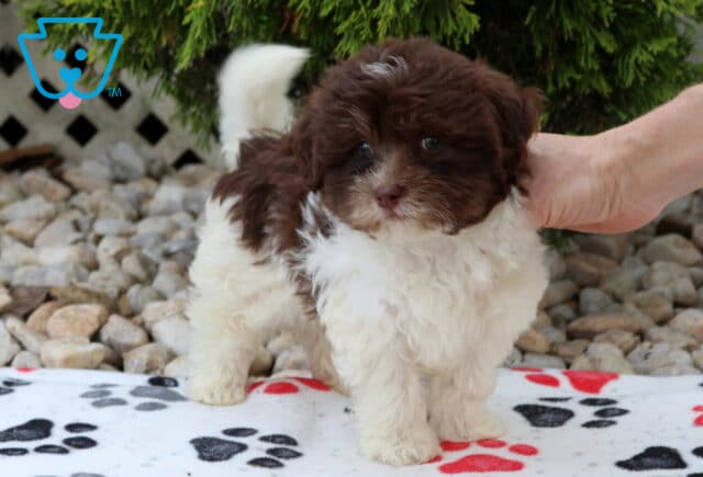 Chocolate and white Havapoo puppy standing on a paw-print blanket with a fluffy curled tail, soft wavy coat, and sweet expression, while a hand gently steadies the puppy in front of evergreen shrubs and decorative landscaping. image