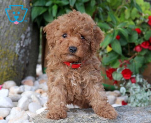 Porky Mini Poodle