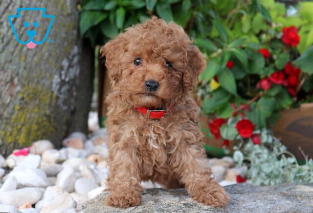 Curly apricot Mini Poodle puppy wearing a bright red collar while standing on a natural stone ledge, surrounded by white decorative rocks, blooming red flowers, and lush garden greenery, with an inquisitive head tilt. image
