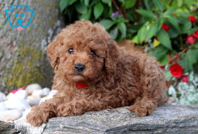 Fluffy apricot Mini Poodle puppy wearing a red collar while lounging on a natural stone ledge, surrounded by white decorative rocks, vibrant red flowers, and lush greenery, with a gentle, affectionate expression. image
