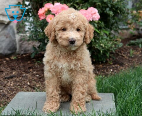 Porsha Mini Goldendoodle