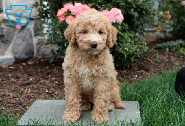 Porsha Mini Goldendoodle image