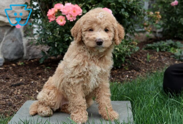 Porsha Mini Goldendoodle2 image