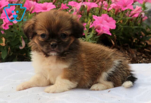 Sweet brown and white Shih Tzu puppy resting on a white blanket with a soft, fluffy coat, posed in front of vibrant pink garden flowers on a sunny day. image