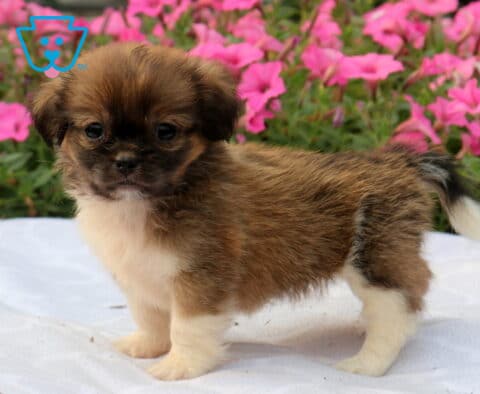 Tiny brown and cream Shih Tzu puppy standing on a white blanket with a fluffy coat and curled tail, backed by vibrant pink flowers in a cheerful garden scene.
