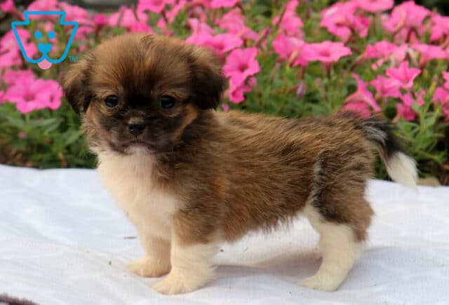 Tiny brown and cream Shih Tzu puppy standing on a white blanket with a fluffy coat and curled tail, backed by vibrant pink flowers in a cheerful garden scene. image