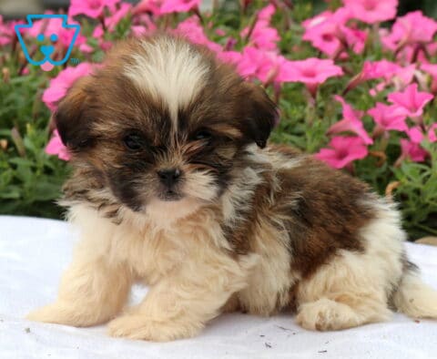 Fluffy brown and white Shih Tzu puppy with a wide white blaze and soft teddy bear face sitting on a white blanket, framed by bright pink petunias and showing off its plush, full coat.