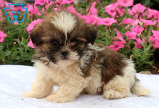Fluffy brown and white Shih Tzu puppy with a wide white blaze and soft teddy bear face sitting on a white blanket, framed by bright pink petunias and showing off its plush, full coat. image