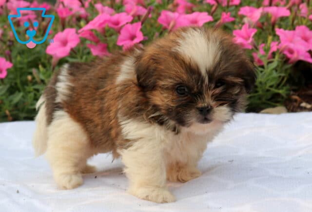 Tiny brown and white Shih Tzu puppy standing on a white blanket with a fluffy coat, broad white forehead blaze, and sweet expressive eyes, surrounded by cheerful pink flowers in the background. image
