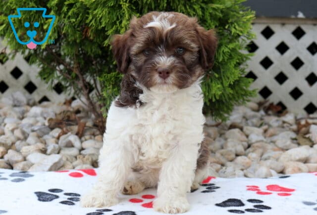 Chocolate and white Havapoo puppy with a soft curly coat and delicate white blaze sitting on a paw-print blanket, showing bright eyes and an adorable, attentive expression outdoors. image