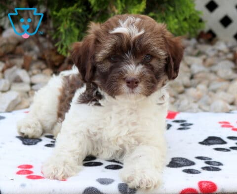 Chocolate and white Havapoo puppy relaxing on a paw-print blanket, featuring a fluffy coat, sweet chocolate face with a white blaze, and a calm, affectionate expression in an outdoor setting.
