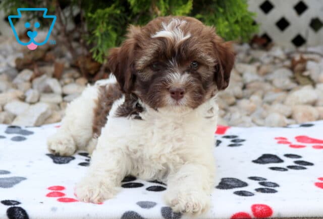 Chocolate and white Havapoo puppy relaxing on a paw-print blanket, featuring a fluffy coat, sweet chocolate face with a white blaze, and a calm, affectionate expression in an outdoor setting. image