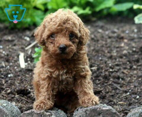 Precious Toy Poodle