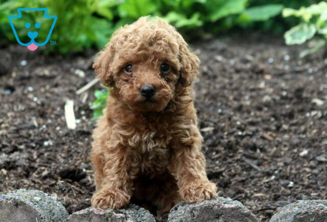 Precious Toy Poodle image