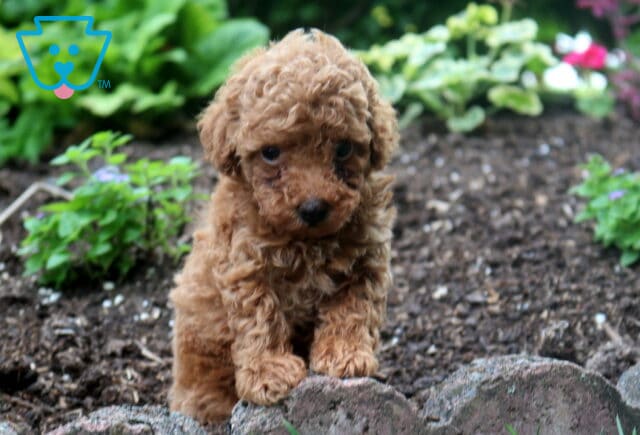 Precious Toy Poodle2 image
