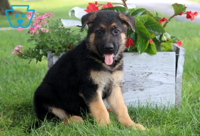 Presley German image