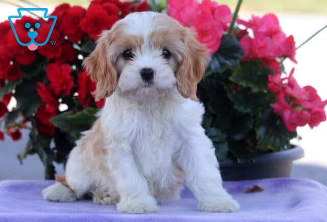 Pretty Cavapoo image