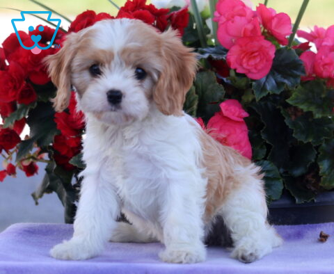 Pretty Cavapoo2