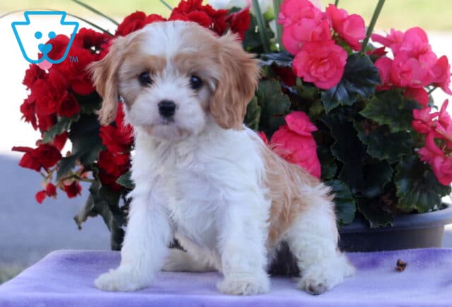 Pretty Cavapoo2 image