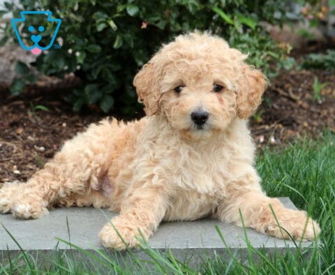 Pretty Mini Goldendoodle