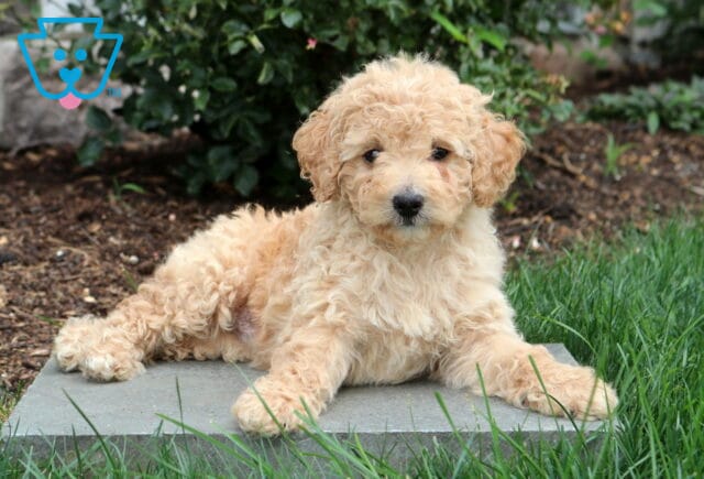 Pretty Mini Goldendoodle image